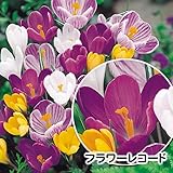国華園　秋植え球根 大輪クロッカス フラワーレコード 60球【※発送が国華園からの場合のみ正規品です】