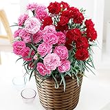 母の日 カーネーション 赤 ピンク 2色植え 鉢花 フラワーギフト プレゼント 花