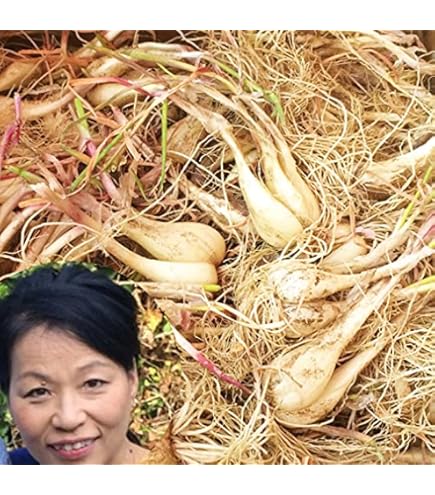 Amazon.co.jp: 鳥取県産 浜田さんの鳥取砂丘らっきょう 10kg（砂付き