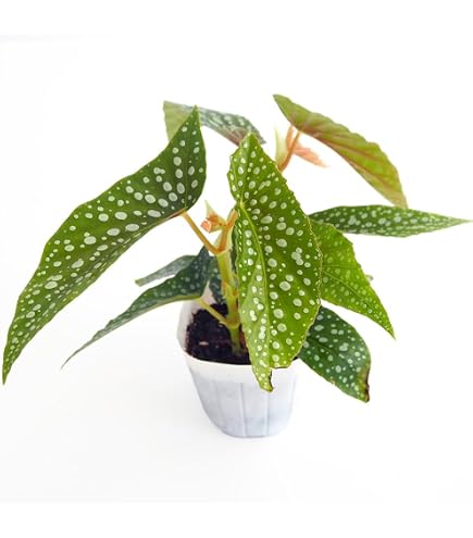 Amazon｜ベゴニア ルージュ バリエガータ カット苗｜観葉植物