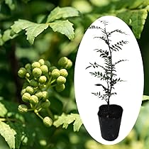 朝倉サンショウ　13本 61JH3168blL._AC_UL210_SR210,