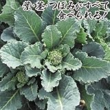 国華園　野菜たね　ブロッコリー　F1早生アレッタ　1袋(コート種子50粒入)【※発送が国華園からの場合のみ正規品です】