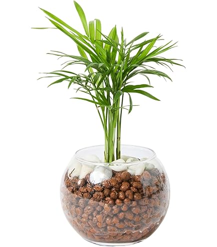 Amazon.co.jp: （観葉植物）ヤシ テーブルヤシ 3号（1ポット