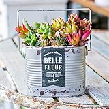 多肉植物 寄せ植え taniku シャビー ラベル 缶 スクエア Mサイズ （ シルバー 柄 ）