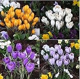 クロッカス　４０球入