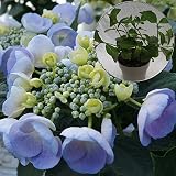 あじさい苗　【ジェミニ苗木】　5号鉢　あじさい　アジサイ　紫陽花　花鉢植え　花