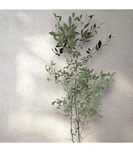 Amazon | クロモジ 苗 【黒文字 （くろもじ）】 約1.7m 株立ち 根巻き