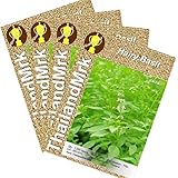 Thai Hairy Basil Lemon basil 4 Bulk ThailandMrk