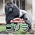 ゴリラ(ヒガシローランドゴリラ盤)