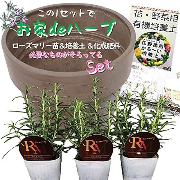 Amazon Co Jp お家deハーブ ローズマリー苗3ポット 鉢 有機培養土 有機化成肥料 鉢底石 鉢底ネット 全部そろってる 7点セット 3号ポット F9 8号鉢 家庭菜園 ガーデン プランター 安全 安心 育てやすい 人気 おしゃれ ホーム キッチン