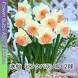 ◇ラッパ咲き芳香スイセン 【人気の球根】 水仙・ピンクパラソル２球 【オランダからの花便り】【秋植え球根】