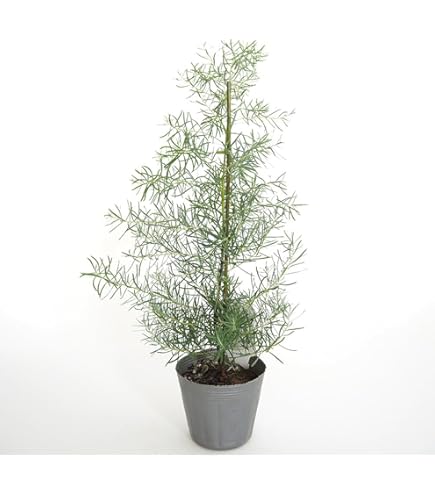 Amazon.co.jp: ベルガムナッツ トランペットユーカリ 苗 5セット