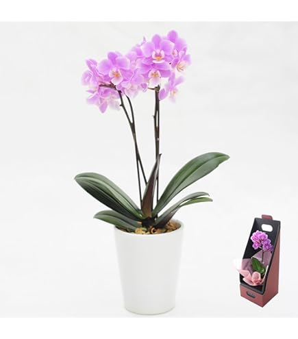 Amazon｜レンデフロール（Reine De Fleur） ハンドメイドドライ