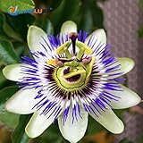 20種子/パックオリジナル包装パッションフルーツ種子オーガニックパッションフルーツ種子栄養トケイソウガーデンフルーツ種子