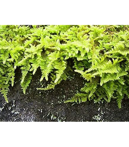 Amazon｜ハイゴケ（這苔）【天然無農薬】1セット｜観葉植物
