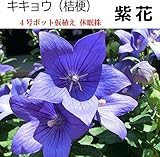 キキョウ 紫花桔梗 4号ポット仮植え休眠株