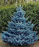 家の庭の装飾のために6 30PCSイエロー/ブルースプルース種子樹木の種レアエバーグリーン、コロラドトウヒPUNGENSグラウカフラワーポットプランター