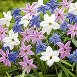 国華園　秋植え球根 ハナニラ(アイフェイオン)3色セット 3色30球　（各10球）【※発送が国華園からの場合のみ正規品です】