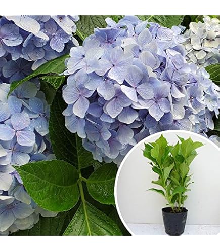 【予約苗　Mi】紫陽花苗　抜き苗【1苗】 Amazon.co.jp: 輸入紫陽花の苗 ピンパーネルの苗 抜き苗 1苗 : DIY