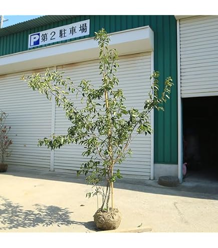 Amazon｜山採り養成。鉢植えソヨゴ。｜観葉植物 オンライン通販