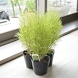 相武ガーデン ホウキソウ/ほうき草 コキア 3ポットセット 苗 ほうきそう