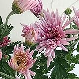 食用菊：桃（もってのほか） 3.5号ポット 3株セット[花付きなのですぐに収穫・食用にできます！] ノーブランド品