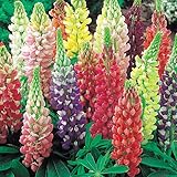 国華園　ケース花苗 ラッセルルピナスミックス(無選別) 48株（２ケース）【※発送が国華園からの場合のみ正規品です】