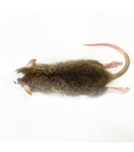 国産冷凍アダルトラットMS及びML Amazon | 国産冷凍ラット (アダルトL ～210g 3匹入り) | 冷凍ラット