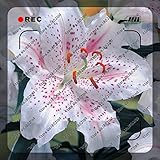 200pcs/bag rare lily seeds,not lily bulbs,it is seed,bonsai lily flower seeds,Pleasant fragrance,pla