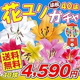 国華園　ユリ　花ユリ球根40球ガチャ（無選別）【※発送が国華園からの場合のみ正規品です】
