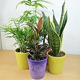 [エルフルール]観葉植物 4号鉢 店長おまかせお試しセット4点 カラフルカバー付