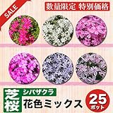 芝桜 ( シバザクラ ) 花色ミックス 25ポットセット グランドカバー
