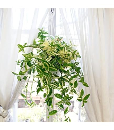 Amazon.co.jp: トラディスカンティア トラディスカンチア