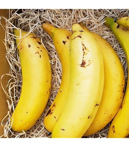 Amazon.co.jp: NEXT716 Pesticide-Free Bananas That Can Be Eaten