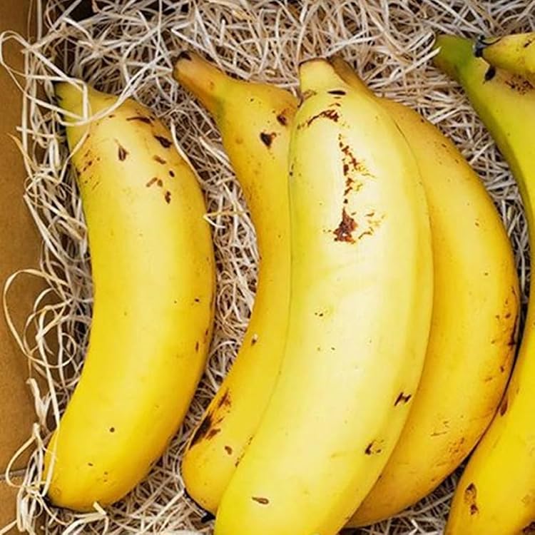 Amazon.co.jp: NEXT716 Pesticide-Free Bananas That Can Be Eaten