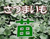 鹿児島県産　シルクスィート苗　１袋：１０本入り