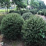 50pcsのドラゴントウヒの木の種ガーデンコートヤードエバーグリーンアーバ年草