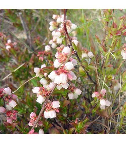 Amazon | ブルーベリー苗木 ピンクレモネード＜ハイブリッド系＞ | 果物