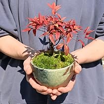 61JpP5dScwL._AC_UL210_SR210,