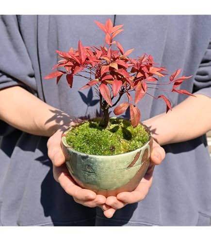 Amazon.co.jp: ミヤサマカエデ【宮様楓】小品盆栽【泰寿園Online