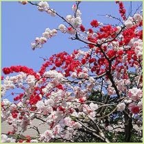 Amazon | 北山ナーセリー 花桃の苗木 照手桃（ピンク花） 接木1年生苗