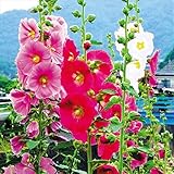 【メール便配送】国華園　花たね タチアオイ 一重混合 1袋(300mg)【※発送が国華園からの場合のみ正規品です】