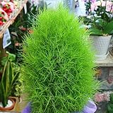 コキア（ホウキ草）鉢植え 　モジャモジャの優しい緑が秋には赤く紅葉します　