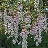 [fセレクト高]ジギタリス（フォックスグローブ）：アプリコット3号6株セット[ボーダー花壇に] ノーブランド品