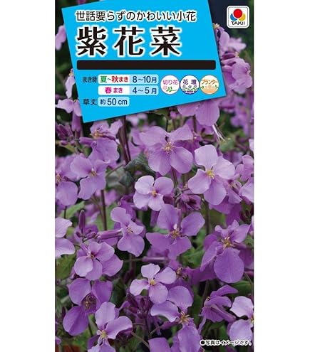 Amazon | タキイ種苗 紫花菜紫花菜 | 花