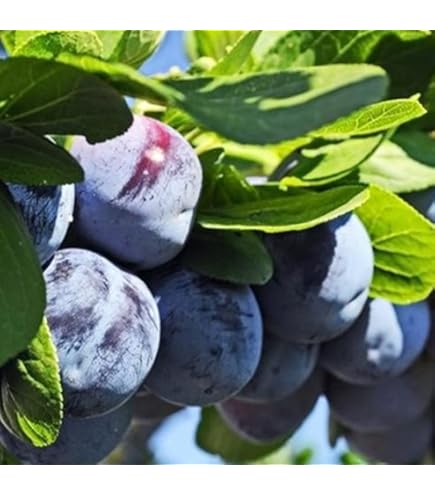 Amazon.co.jp: プルーン苗木 シュガープルーン 1年生苗 13.5cmポット苗