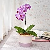 日比谷花壇 「お手入れかんたんミディ胡蝶蘭(ピンク・S)」TR1832 花 フラワー ギフト 誕生日 開店祝い 転居祝い