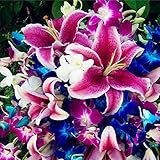球根 花ユリ グラスオーナメント 草 花の種子 ホーム ガーデン 鉢植え 植物 かわいい新花 フラワー種子 ハーブ コルデリア・セロワナ 100PCS/セット