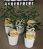 【特選ハーブ苗セット販売】ニーム　５ポットセット（３．５号）　 【まとめ売り】