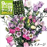 国華園　ケース花苗 つりがね草ミックス(無選別) 48株【※発送が国華園からの場合のみ正規品です】